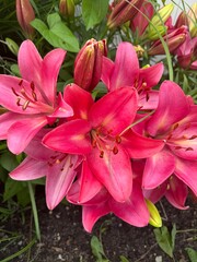 Fototapeta premium pink lily in the garden