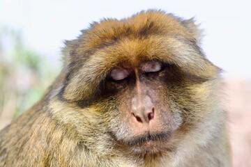 close up of a monkey