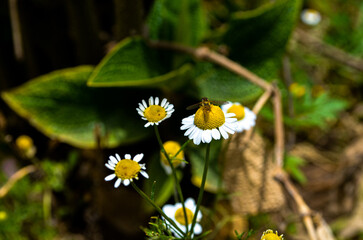 Chamomile flower being pollinated in a green field