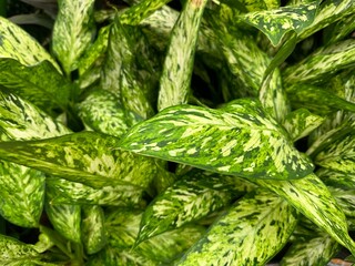 Vibrant green leaves of a tropical plant with unique patterns thriving in a lush garden setting during daylight hours