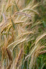 Rural scenery. Background of ripening ears of wheat field and sunlight. Crops field. Selective focus. Field landscape. High quality photo