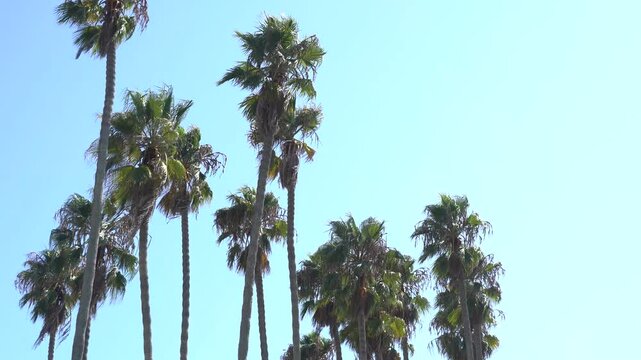 Bunch of Palm Trees Sky Background Blowing in Wind California