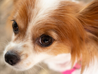 Papillon dog portrait close up