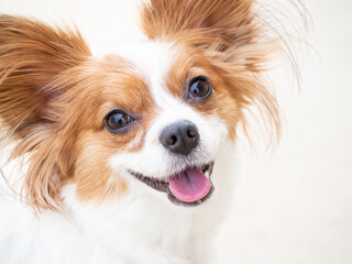 Papillon dog happy eye contact