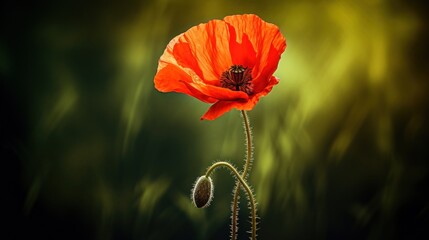 A Single Poppy in a Field