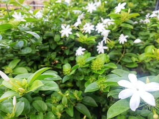 White Jasmine flower (jasminum) known as Bunga Melati in Indonesia. Star jasmine flower. Blooming star jasmine flowers with green leaves background.
