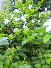 White Jasmine flower (jasminum) known as Bunga Melati in Indonesia. Star jasmine flower. Blooming star jasmine flowers with green leaves background.