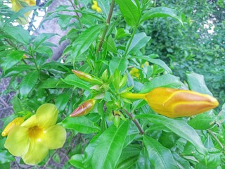 The flowers of the Alamanda plant are yellow. Alamanda is an ornamental plant which is generally...