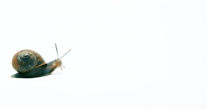 Garden snail close up isolated on white copy space. Lots of head movement and stretching. High quality 4k footage