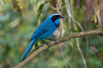 Turquoise Jay perched in Ecuadorian cloud forest