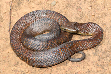 Highly venomous Australian Eastern Tiger Snake