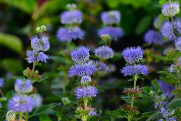 ダンギク（段菊）カリオプテリス