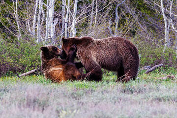 Grizzly bear (Ursus arctos horribilis) mother and yearling cub playfully wrestling in Grand Teton...