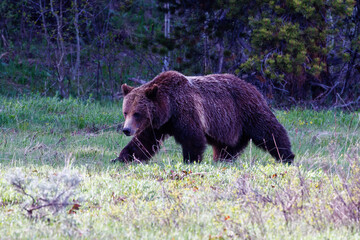 Grizzly bear (Ursus arctos horribilis) walking in a meadow in Grand Teton National Park during spring
