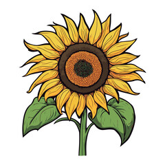 Design element, vector icon, yellow sunflower flower on white backdrop.  Ukrainian yellow flower.
