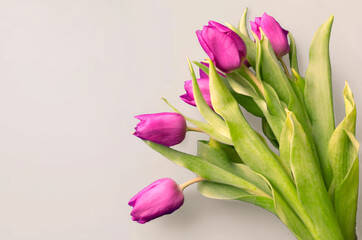 Tongue fresh tulips usually considered as innocence flowers and are an extremely pleasant surprise when we give them just without a chance. On wooden background. Tulips on old boards, spring concept. 