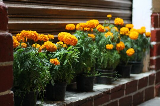 Cempasuchil mortuary flowers in pots at a closed street shop