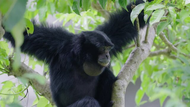 Siamang, black furred gibbon sitting in a tree in slow-motion close-up