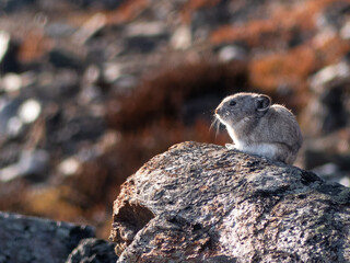 Collard Pika in Denali National Park