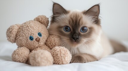 Sweet Birman Cat Cuddling with Teddy Bear