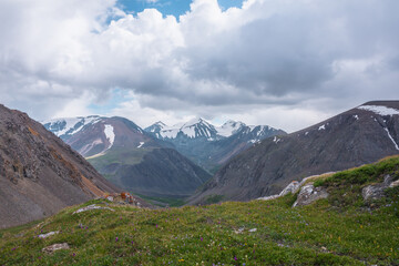 Fototapeta premium Alpine flowers among rocks and stones on beautiful grassy hill against few big snowy pointy peaks far away. Scenic top view from green grass pass to three large snow peaked tops in clouds in blue sky.