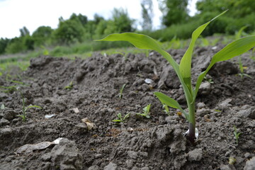 Young Plant Growing In Sunlight. fields planted with corn. green corn sprouts in a field at a ranch. High quality photo. High quality photo