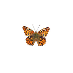 Fototapeta premium butterfly