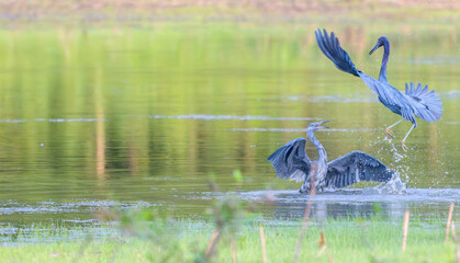Juvenile and adult little blue herons playing in a shallow pond.
