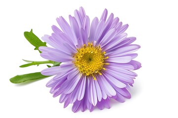 Obraz premium Aster Flower isolated on white background,