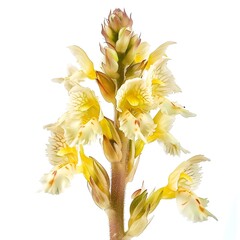 Obraz premium Broomrape Flower isolated on white background.
