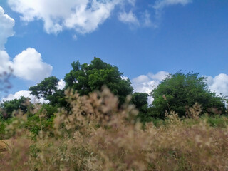 Obraz premium Vibrant Summer Sky Over Lush Countryside