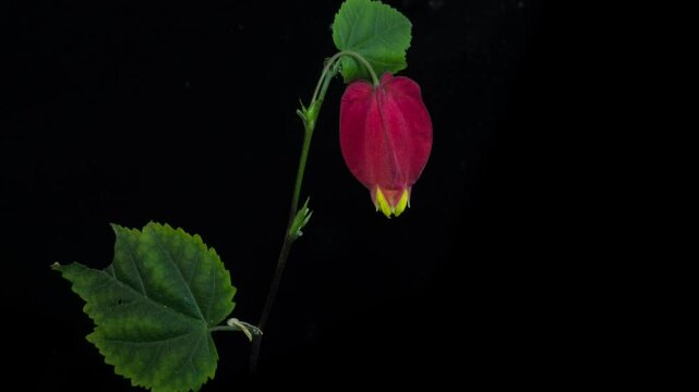 Red calyx Abutilon flowering time-lapse photography