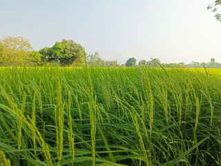 close up of green rice field, agriculture nature background concept