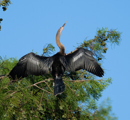 The anhinga (Anhinga anhinga) grying its wings in Resoft Park, Texas,  on the blue sky background