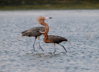 Couple or reddish egrets fishing in Galveston Bay