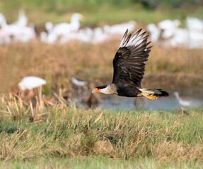 Northern crested caracara (Caracara cheriway) flying over tidal marsh Galveston, Texas, USA