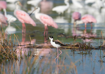 The black-necked stilt (Himantopus mexicanus) on the pink spoonbills background, Galveston, Texas, USA.