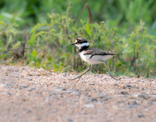 Young killdeer (Chardarius vociferus) in the field, Texas, USA. Resoft Park
