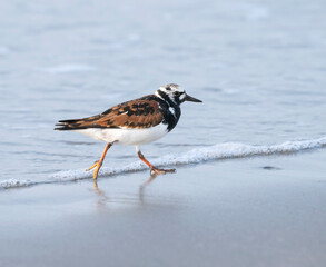 The ruddy turnstone (Arenaria interpres) feeding on the shore, Galveston, Texas, USA