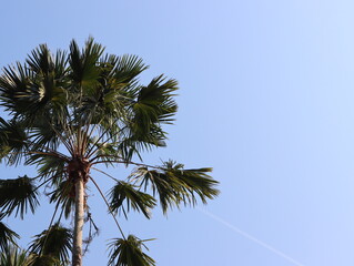 Palm trees outstretched to the clear blue sky.