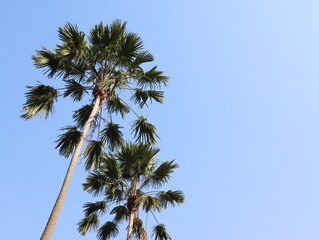 Palm trees outstretched to the clear blue sky.
