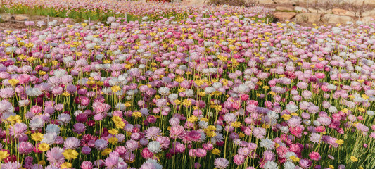 The Australian Botanic Garden, Mount Annan is the Australian native plant garden of the Royal Botanic Gardens, Sydney and covers 416 hectares