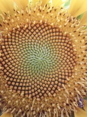 FLOR DE GIRASOL, FORMAS DE UNA FLOR