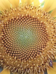 FLOR DE GIRASOL, FORMAS DE UNA FLOR
