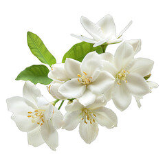 Obraz premium apple flower on transparent background png