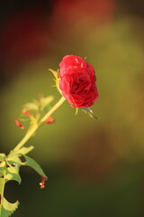 red rose on a green background