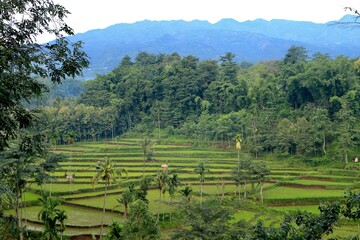 rice terraces in the mountain