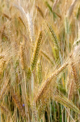 Rural scenery. Background of ripening ears of wheat field and sunlight. Crops field. Selective focus. Field landscape. High quality photo