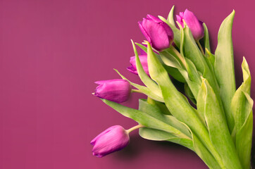 Tongue fresh tulips usually considered as innocence flowers and are an extremely pleasant surprise when we give them just without a chance. On wooden background. Tulips on old boards, spring concept. 