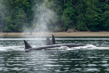 Close-up of three orcas swimming in unison with dorsal fins rising out of the water on the puget...